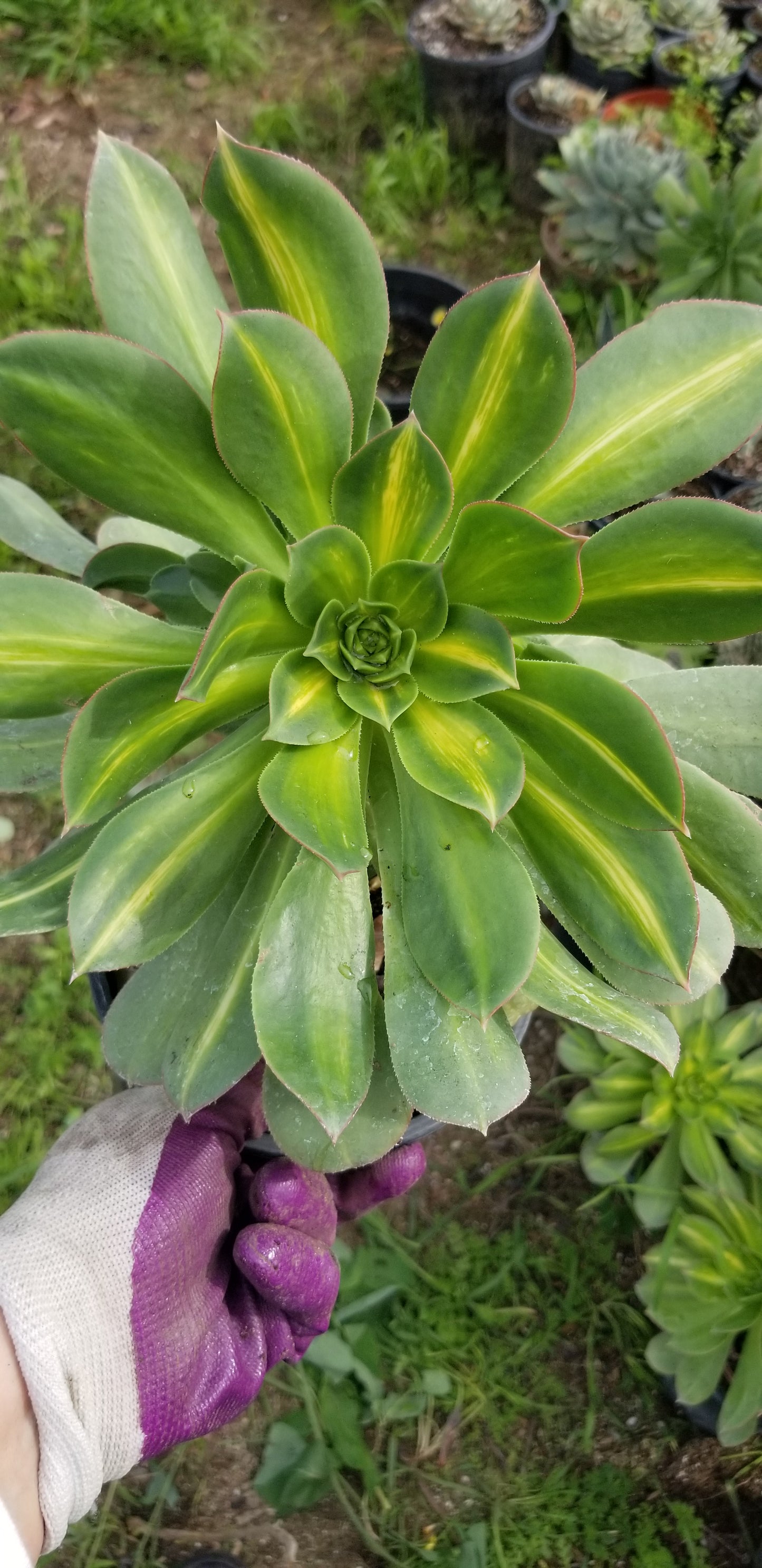 Aeonium Starburst