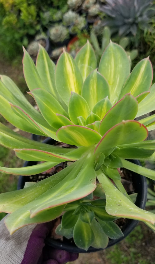 Aeonium Starburst