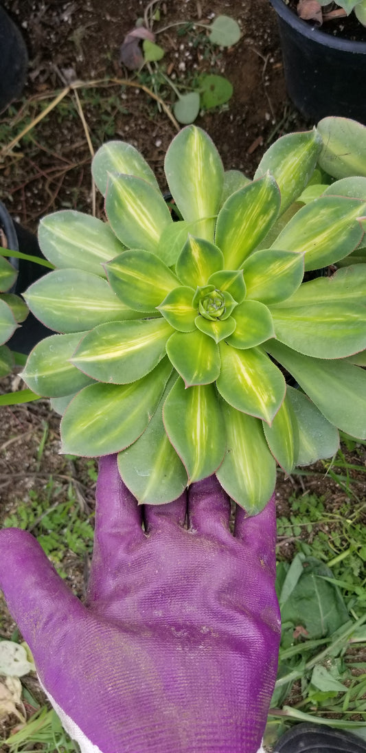 Aeonium Starburst