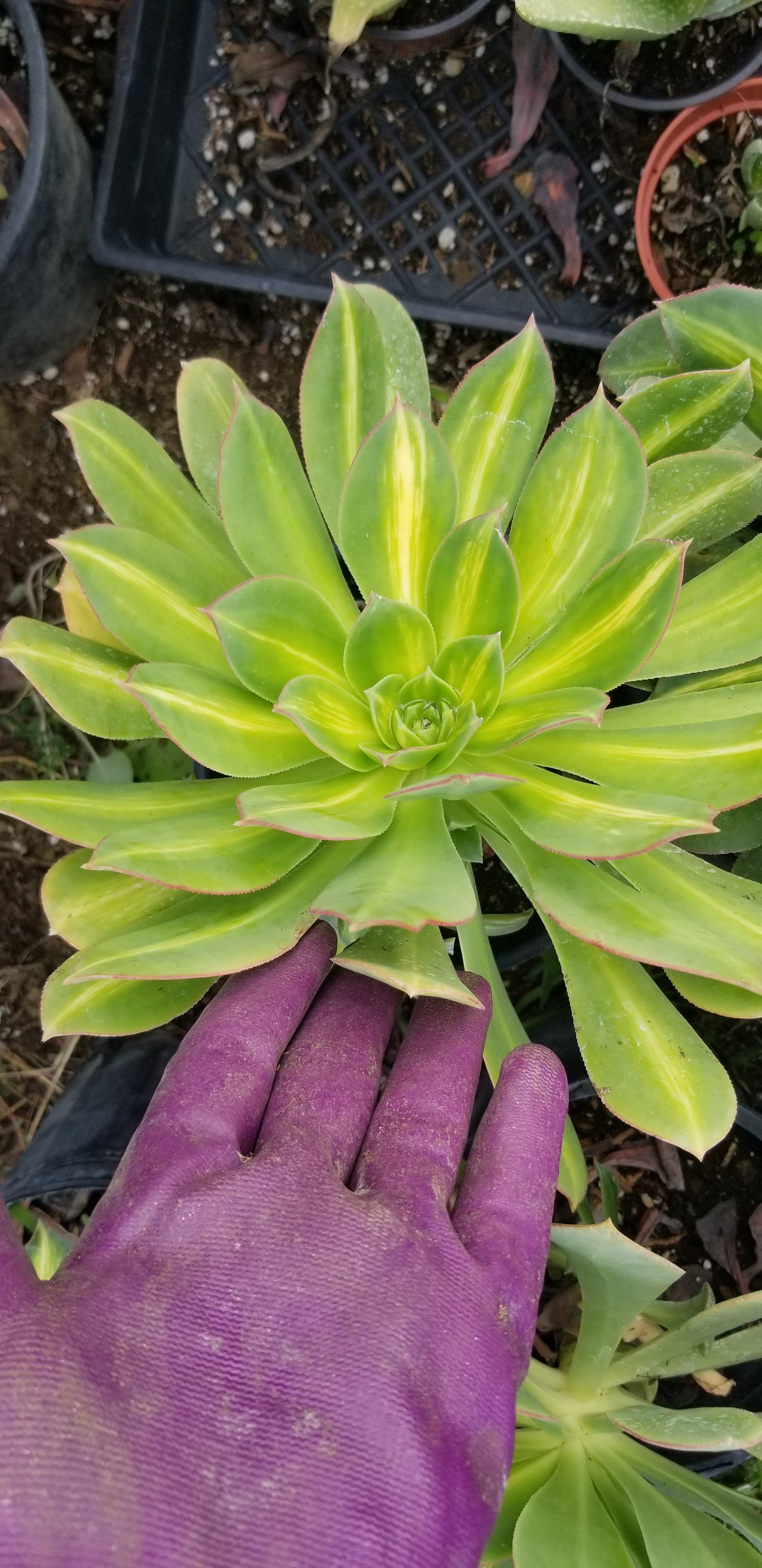 starburst succulent Aeonium Starburst – Beaultiful Desert Plants