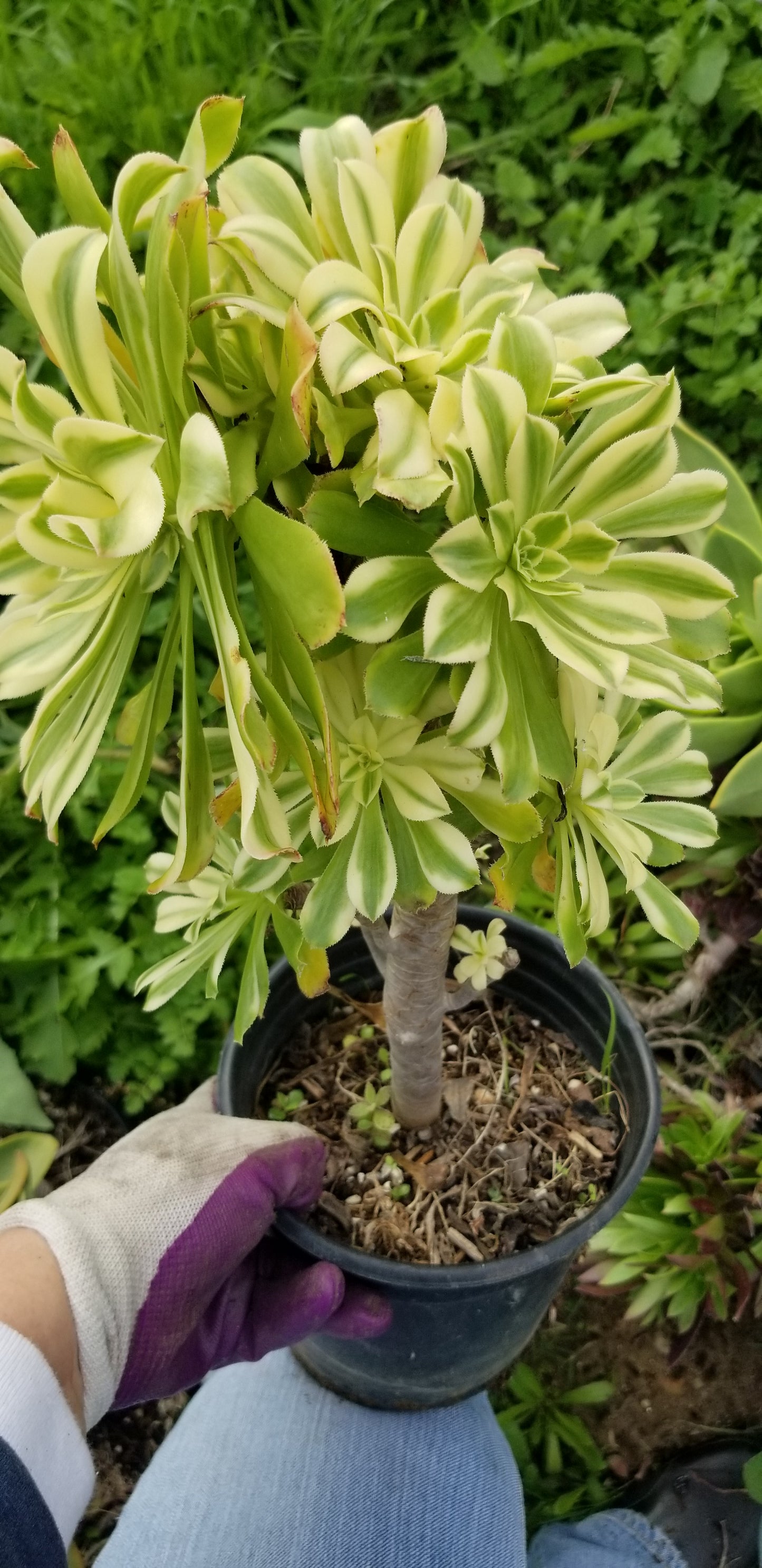 Aeonium Luteovariegatum