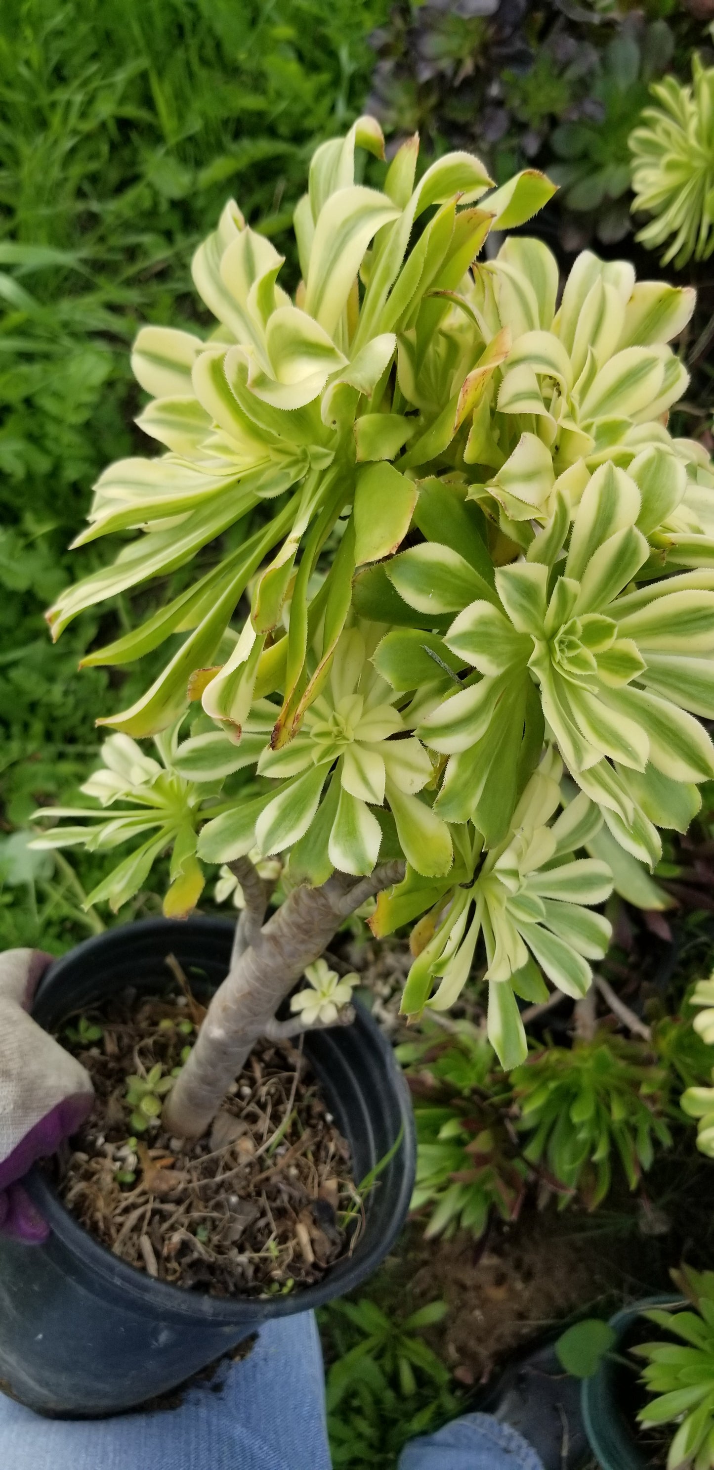 Aeonium Luteovariegatum