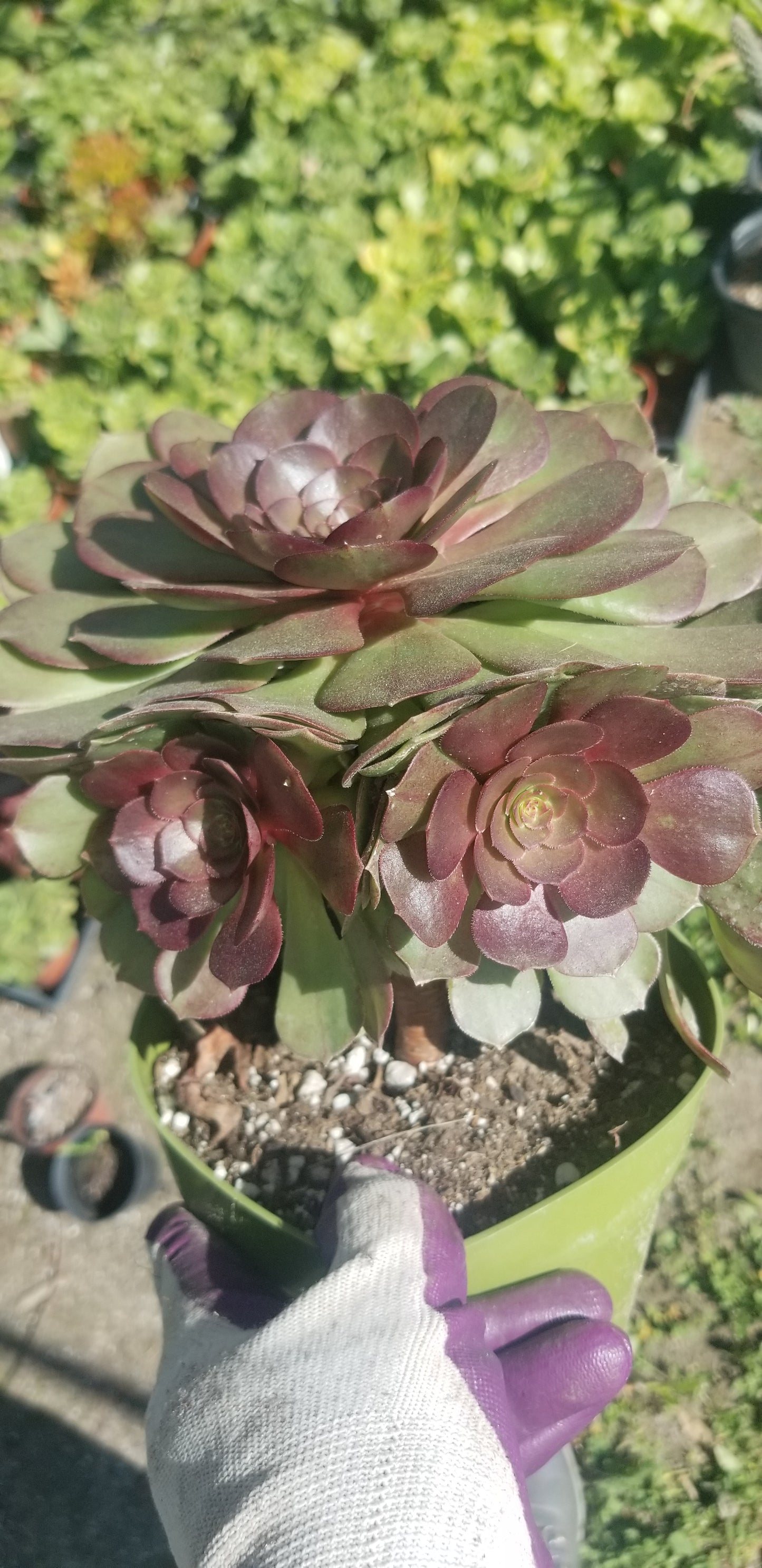 Aeonium Madeira Rose