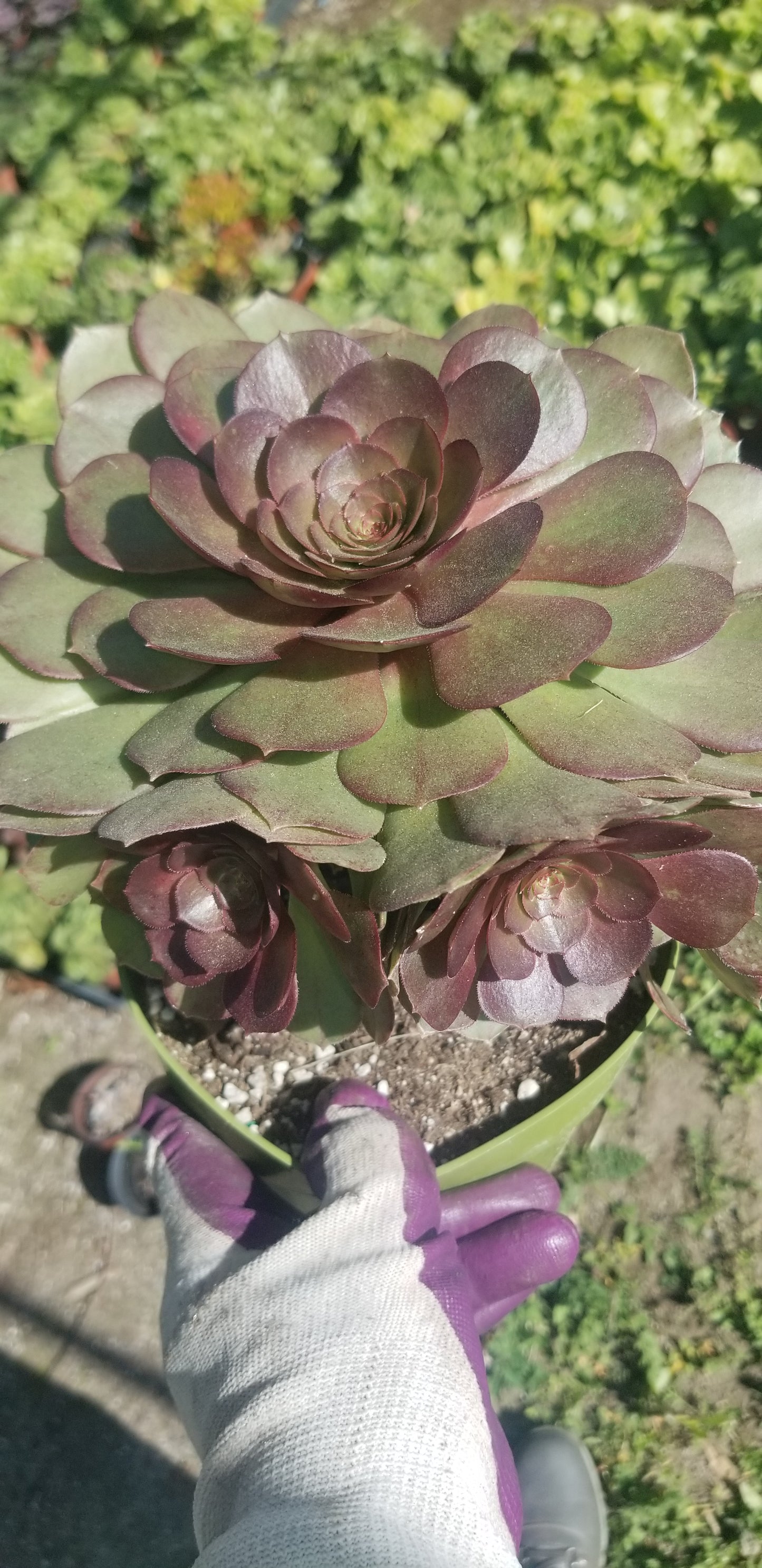 Aeonium Madeira Rose