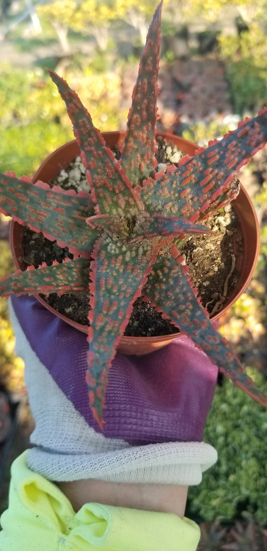 Aloe Pink Blush (4" pot)