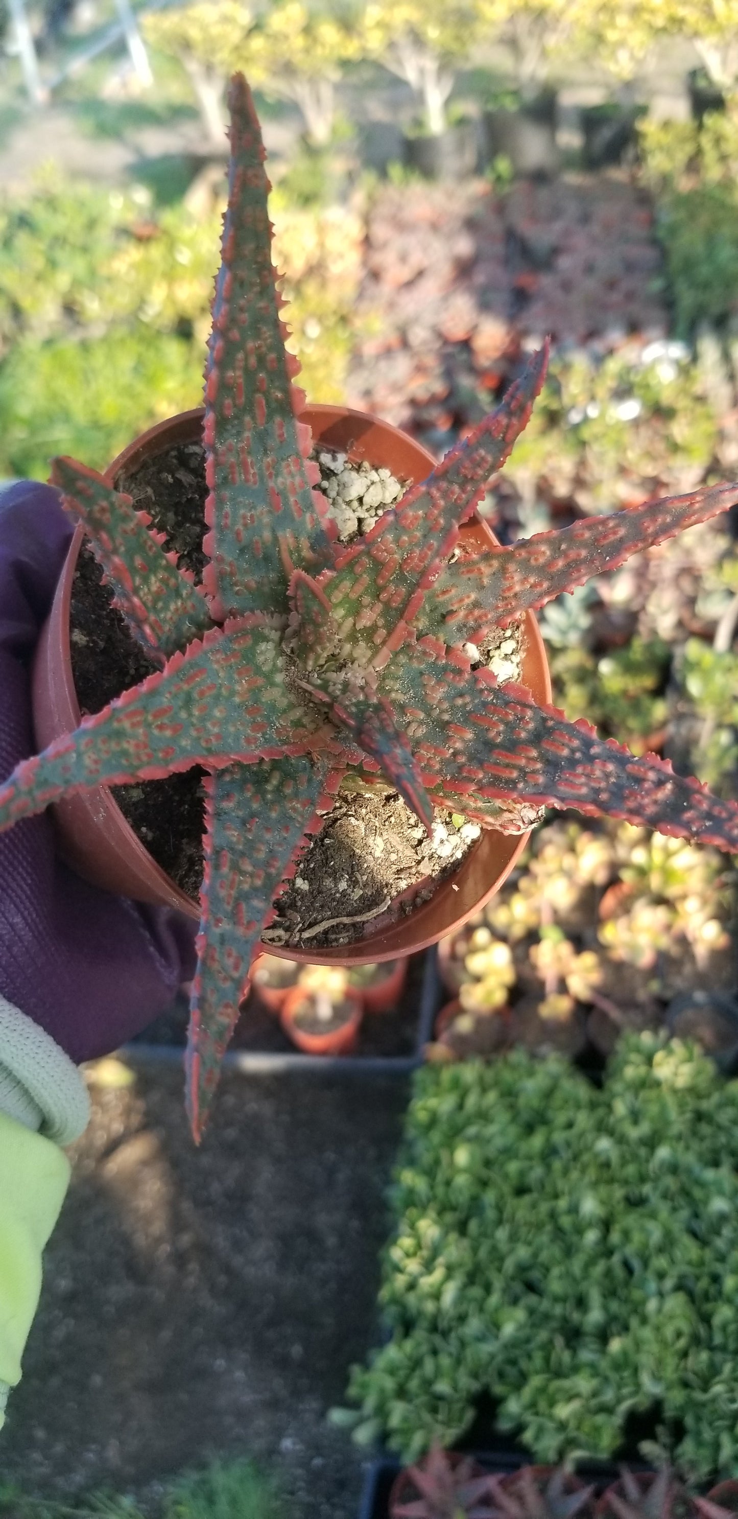 Aloe Pink Blush (4" pot)