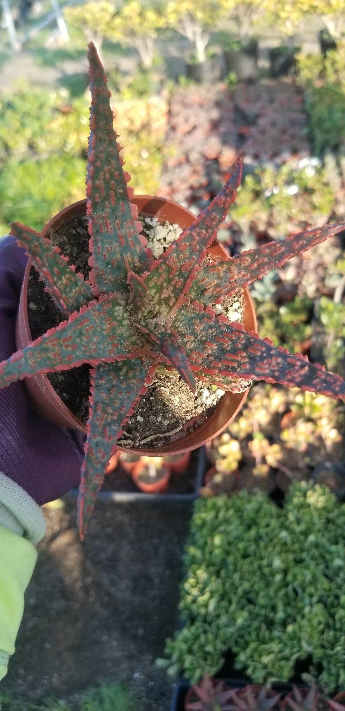 Aloe Pink Blush (4" pot)