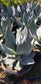 Agave Celsii "Nova", Blue color agave, drought tolerance agave, wavy leaves agave.