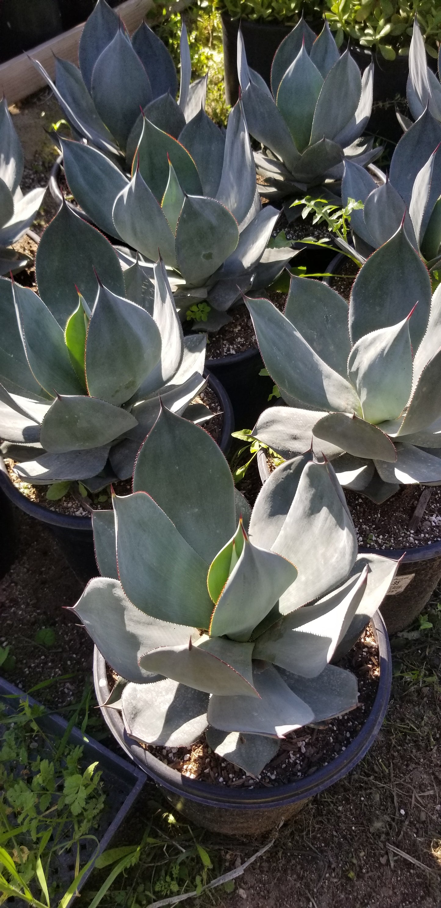 Agave Celsii "Nova", Blue color agave, drought tolerance agave, wavy leaves agave.