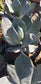 Agave Celsii "Nova", Blue color agave, drought tolerance agave, wavy leaves agave.