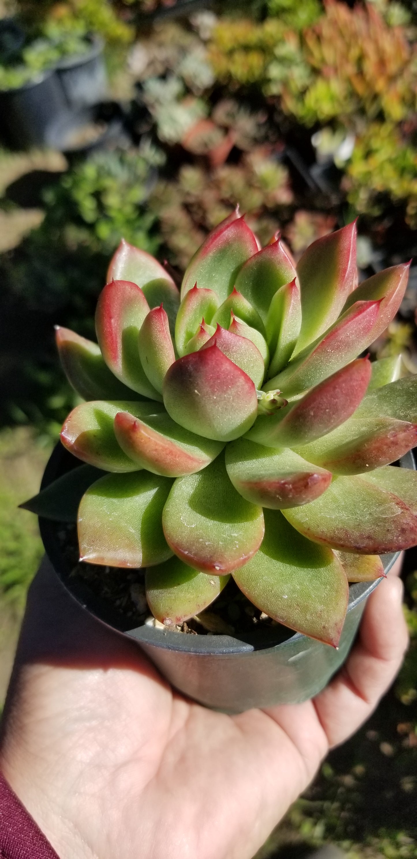 Echeveria Agavoide Maria (4" pot)