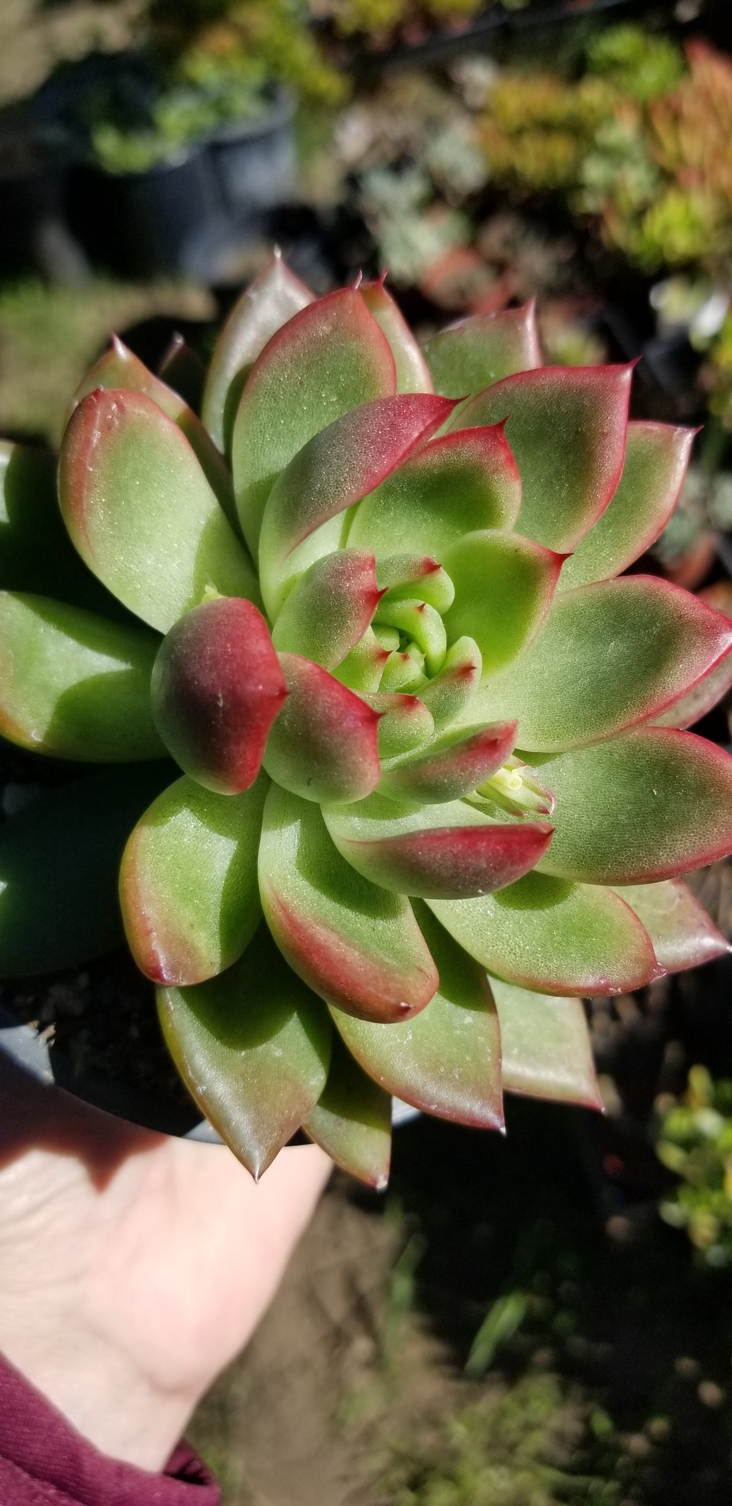 Echeveria Agavoide Maria (4" pot)