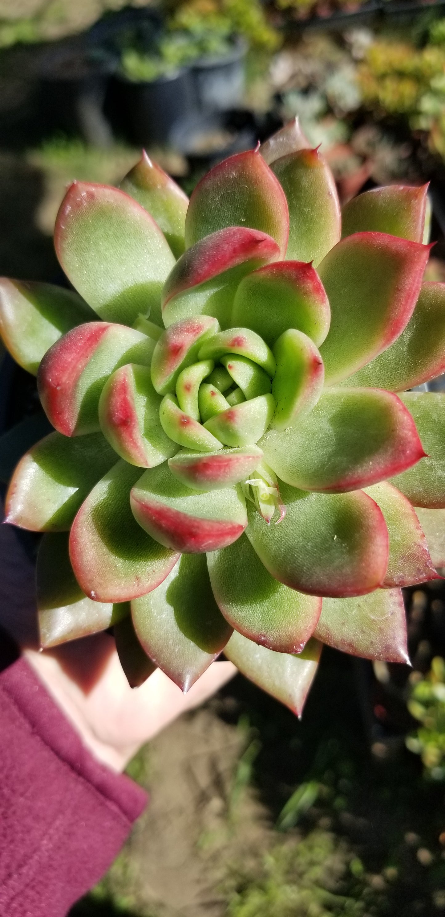 Echeveria Agavoide Maria (4" pot)