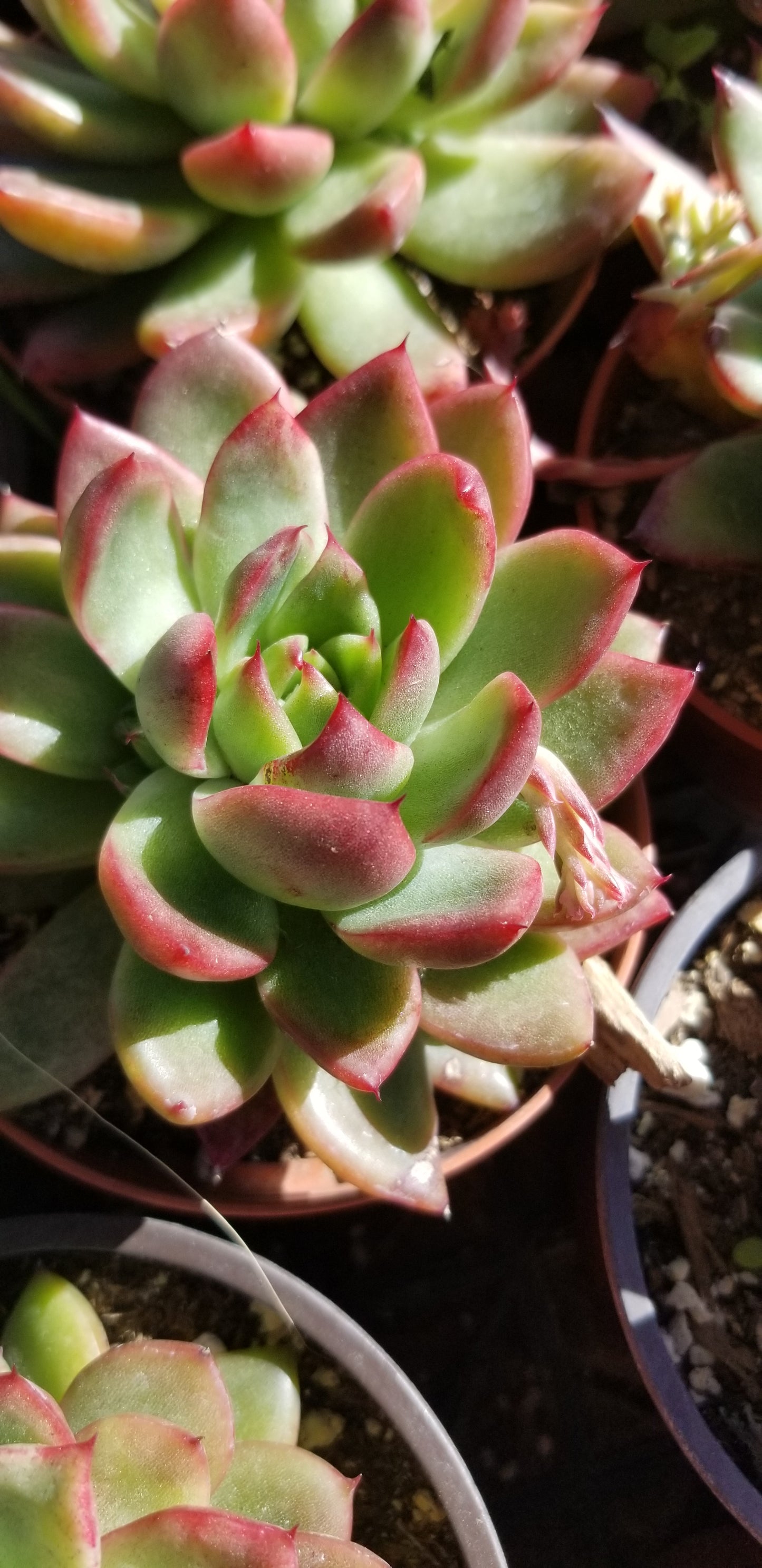 Echeveria Agavoide Maria (4" pot)