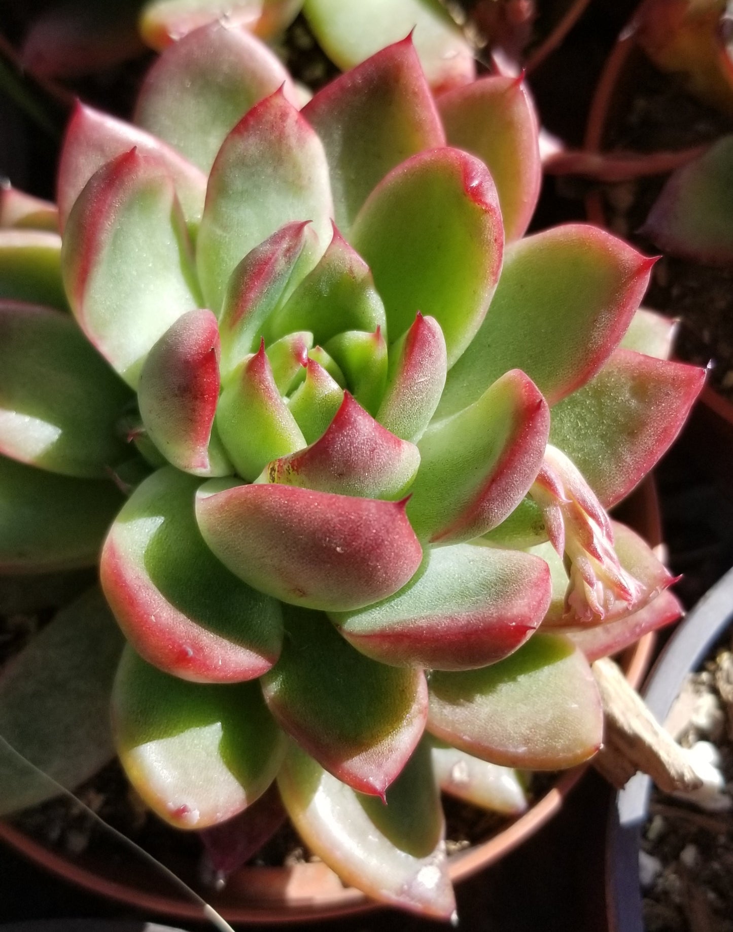 Echeveria Agavoide Maria (4" pot)