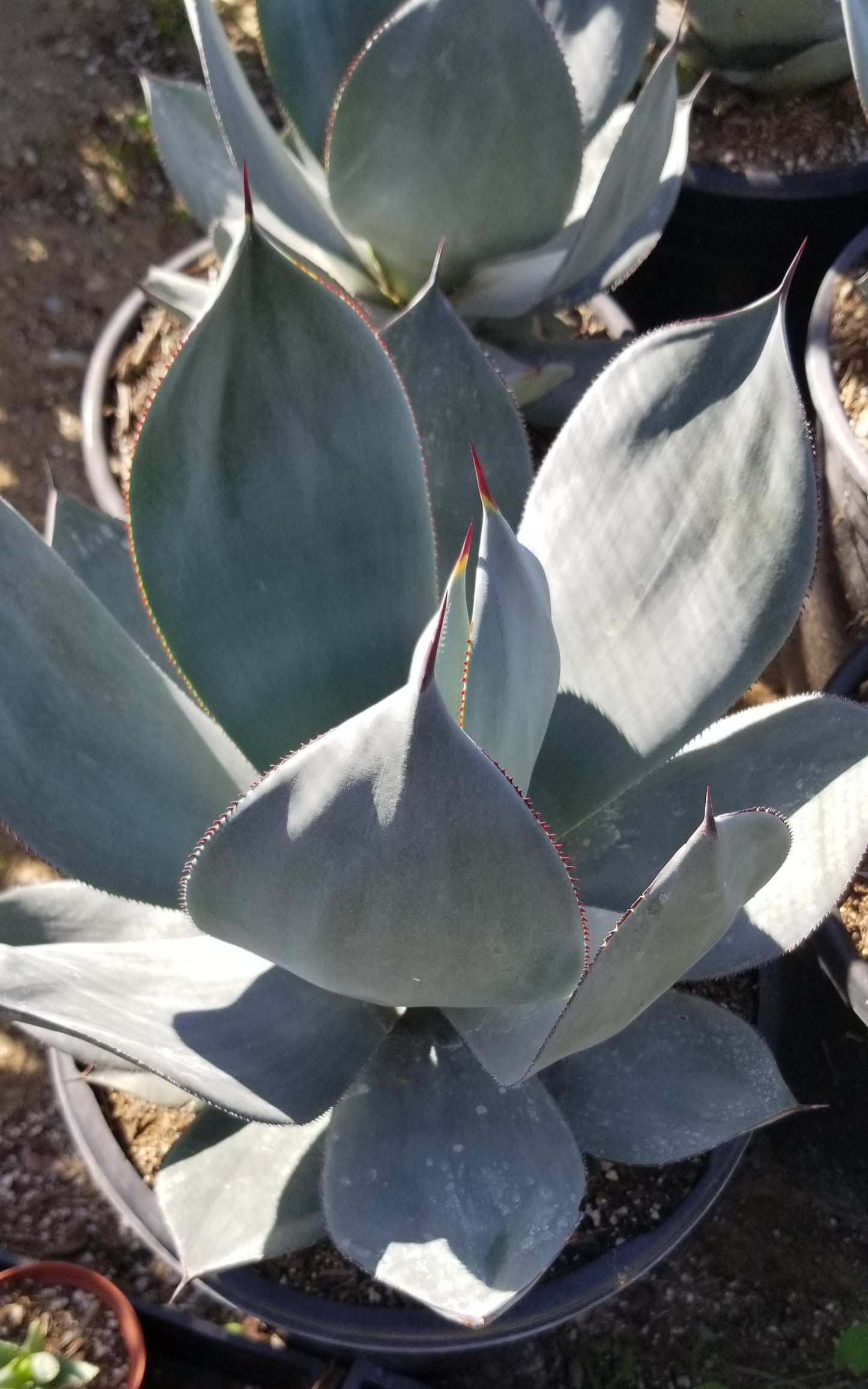 Agave Celsii "Nova", Blue color agave, drought tolerance agave, wavy leaves agave.