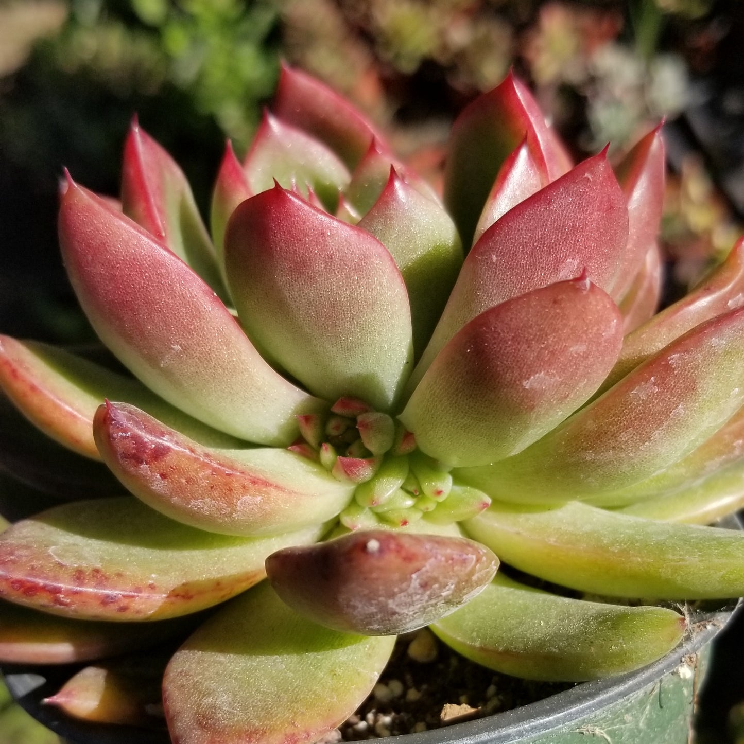 Echeveria Agavoide Maria (4" pot)