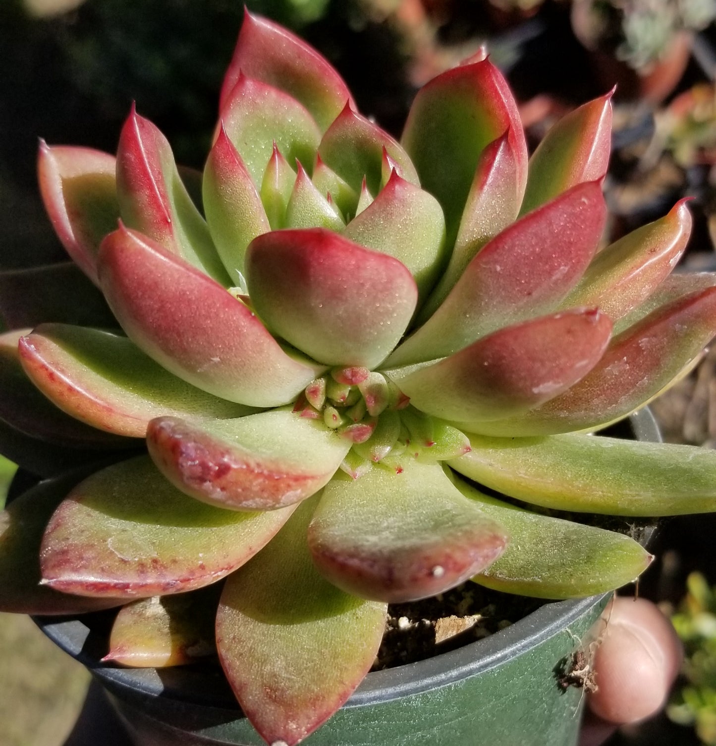 Echeveria Agavoide Maria (4" pot)