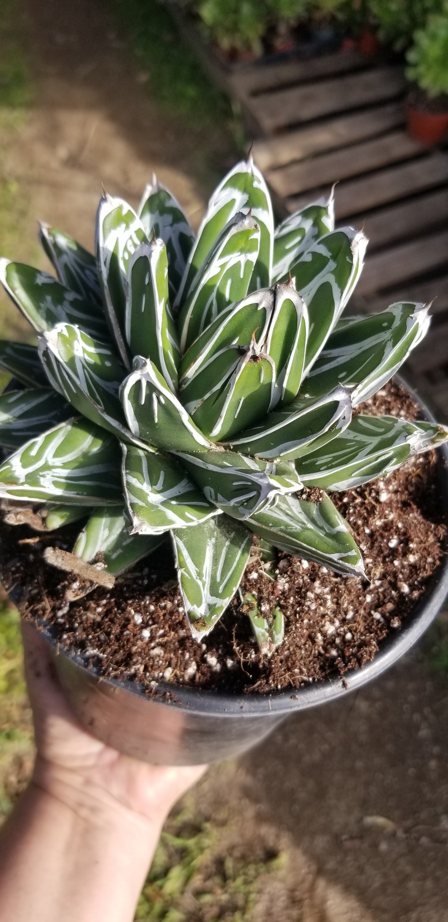 Agave Victoria Reginae – Beaultiful Desert Plants