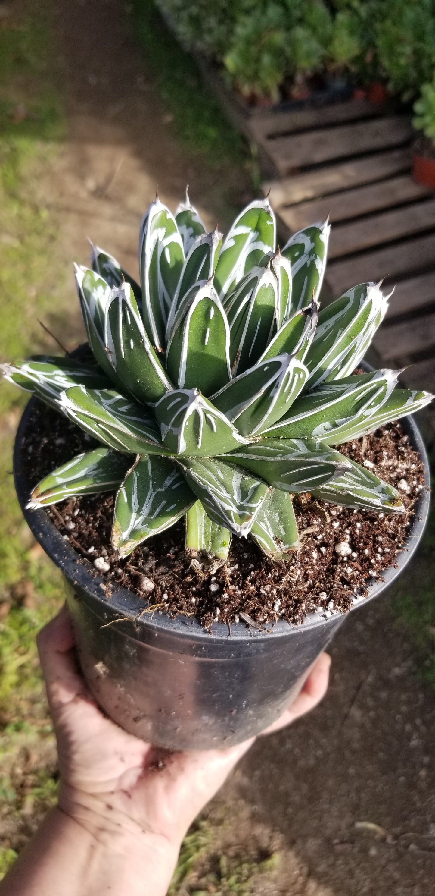 Agave Victoria Reginae