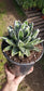 Agave Victoria Reginae