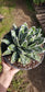 Agave Victoria Reginae