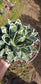 Agave Victoria Reginae