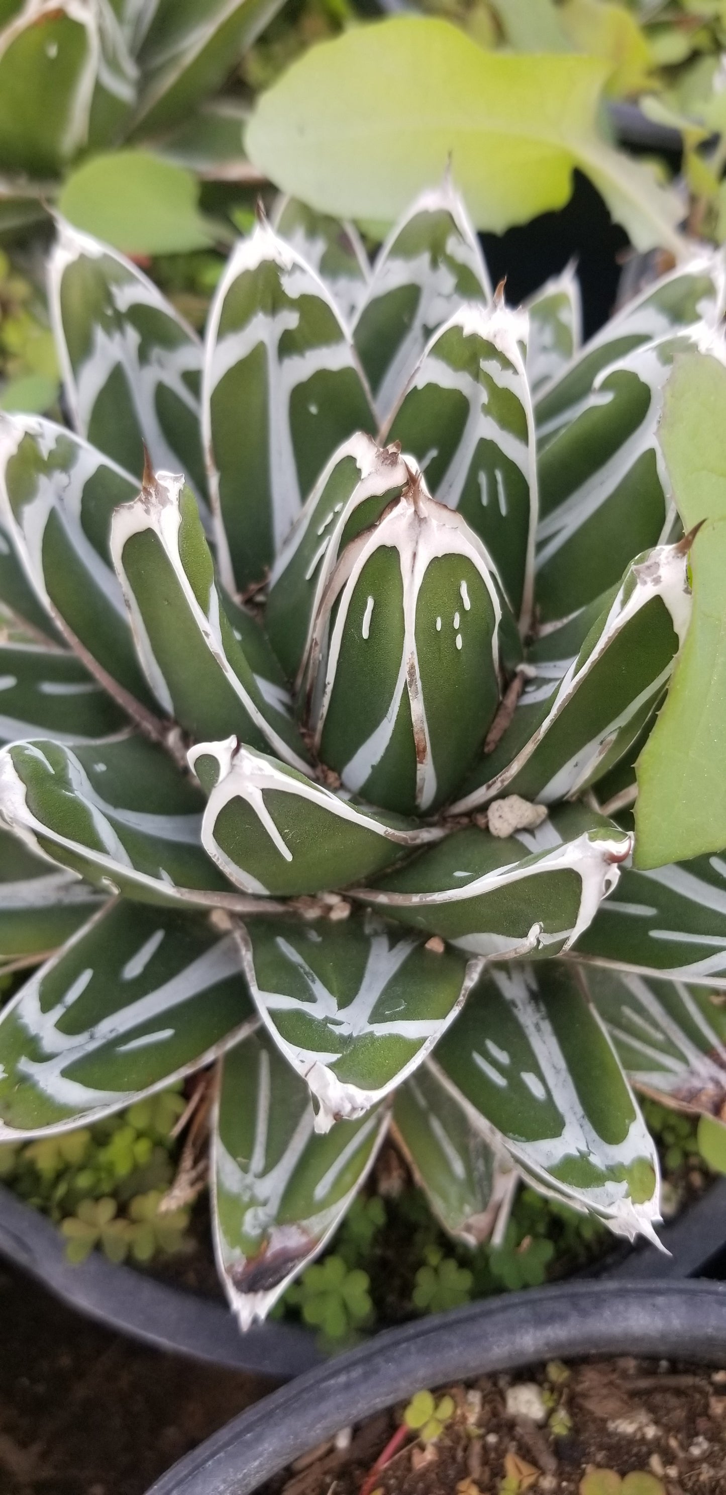 Agave Victoria Reginae