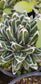 Agave Victoria Reginae