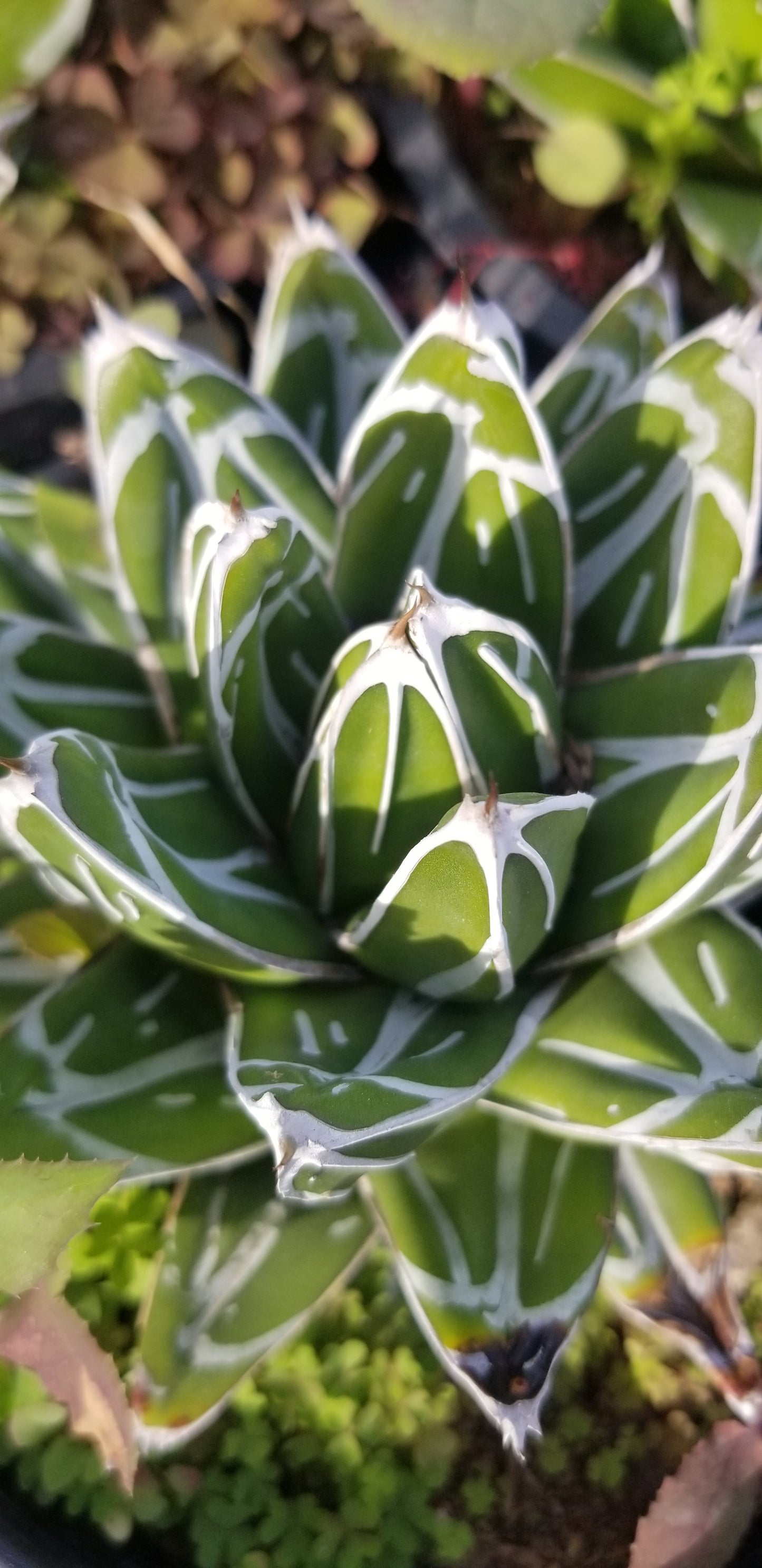 Agave Victoria Reginae – Beaultiful Desert Plants