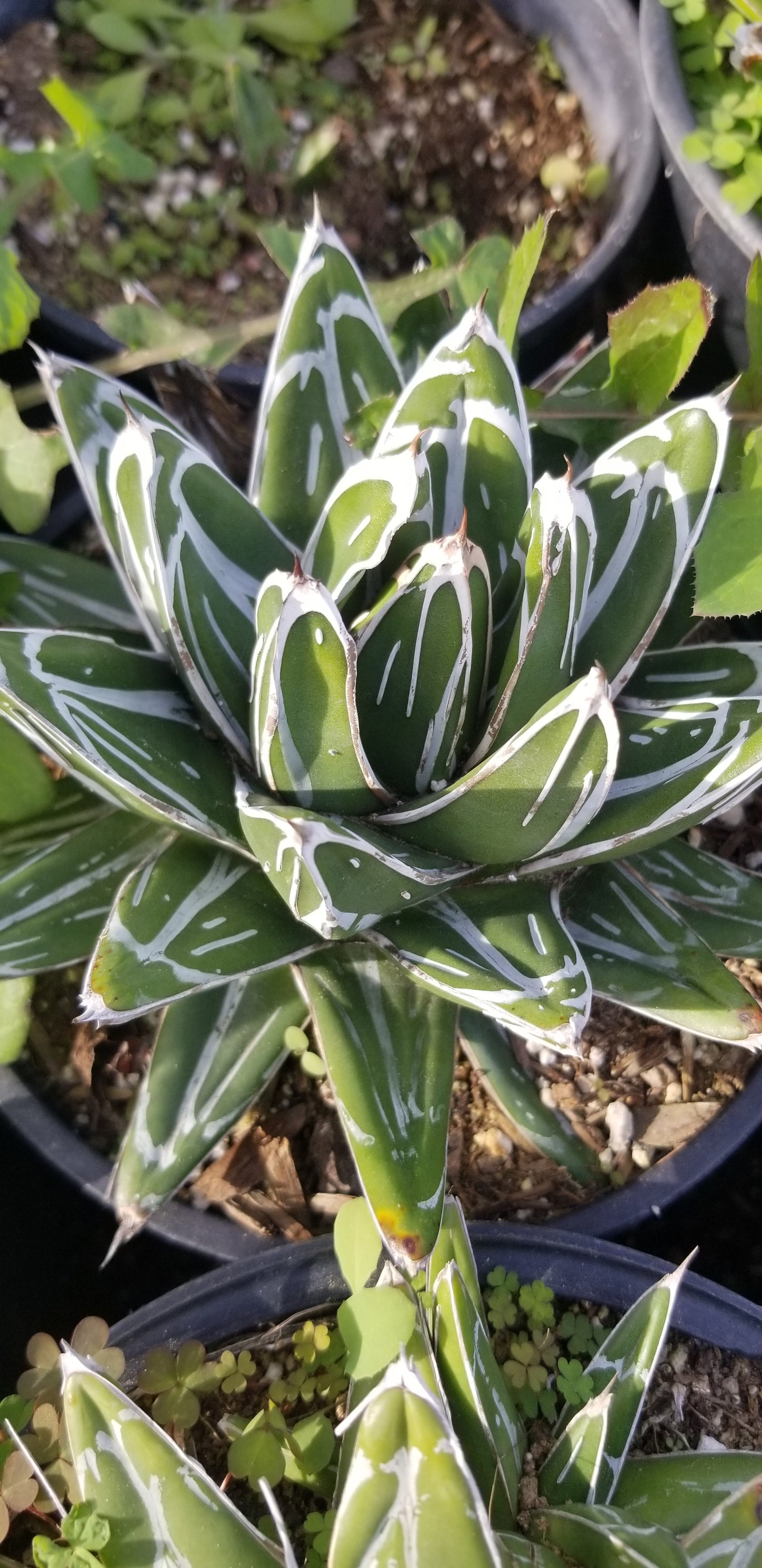 Agave Victoria Reginae – Beaultiful Desert Plants