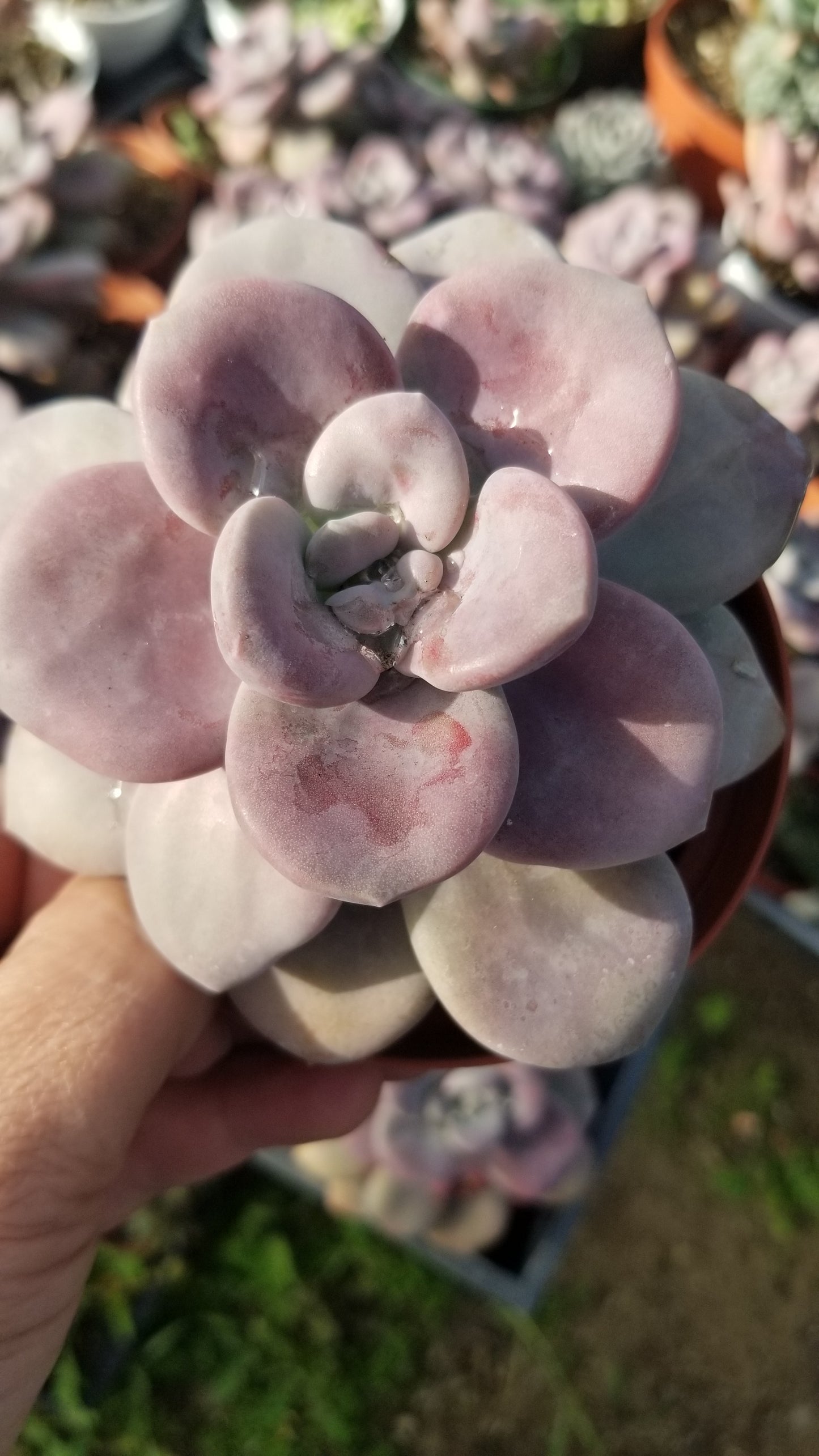 Graptopetalum Superbum (4" pot)