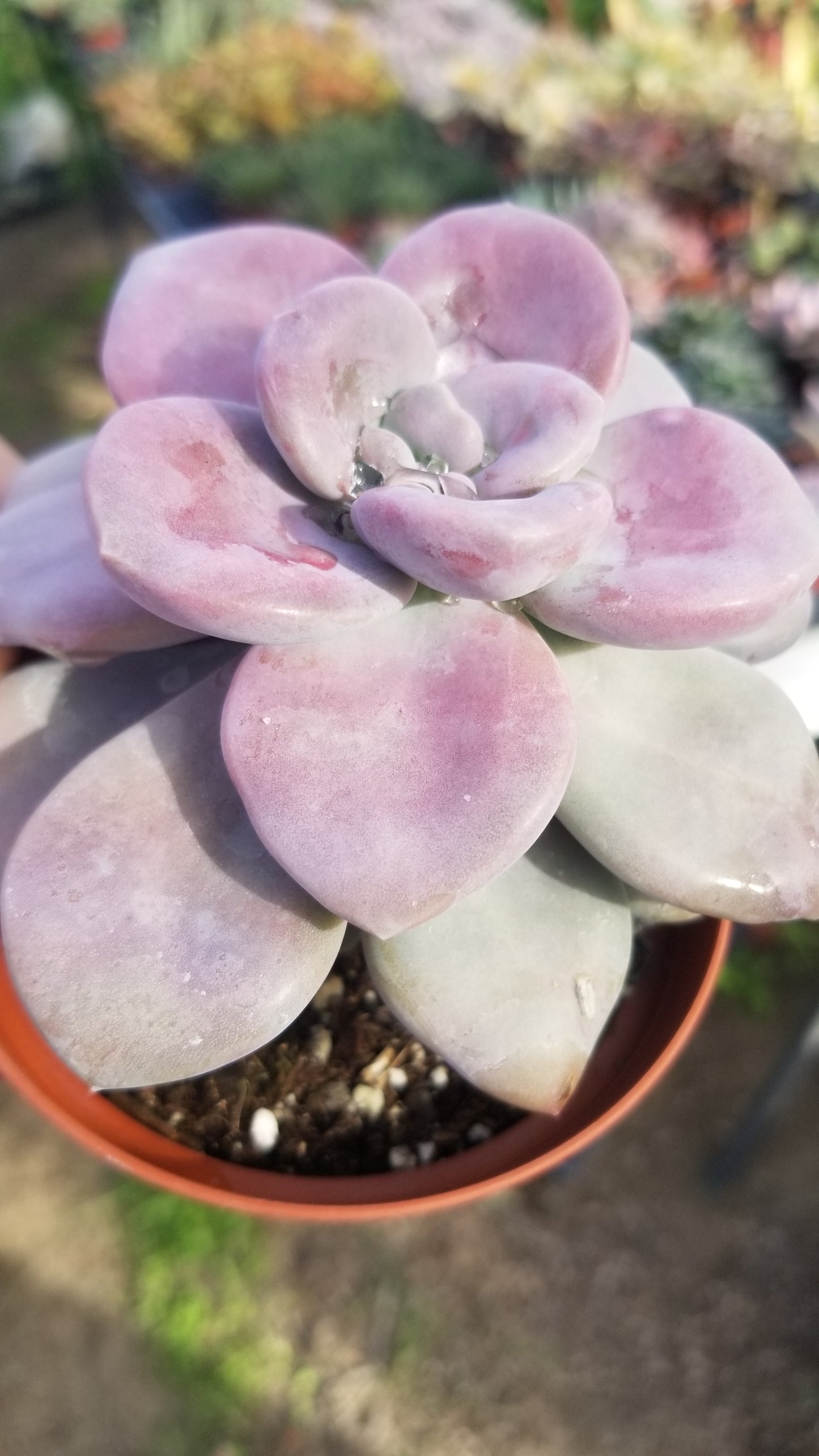 Graptopetalum Superbum (4" pot)