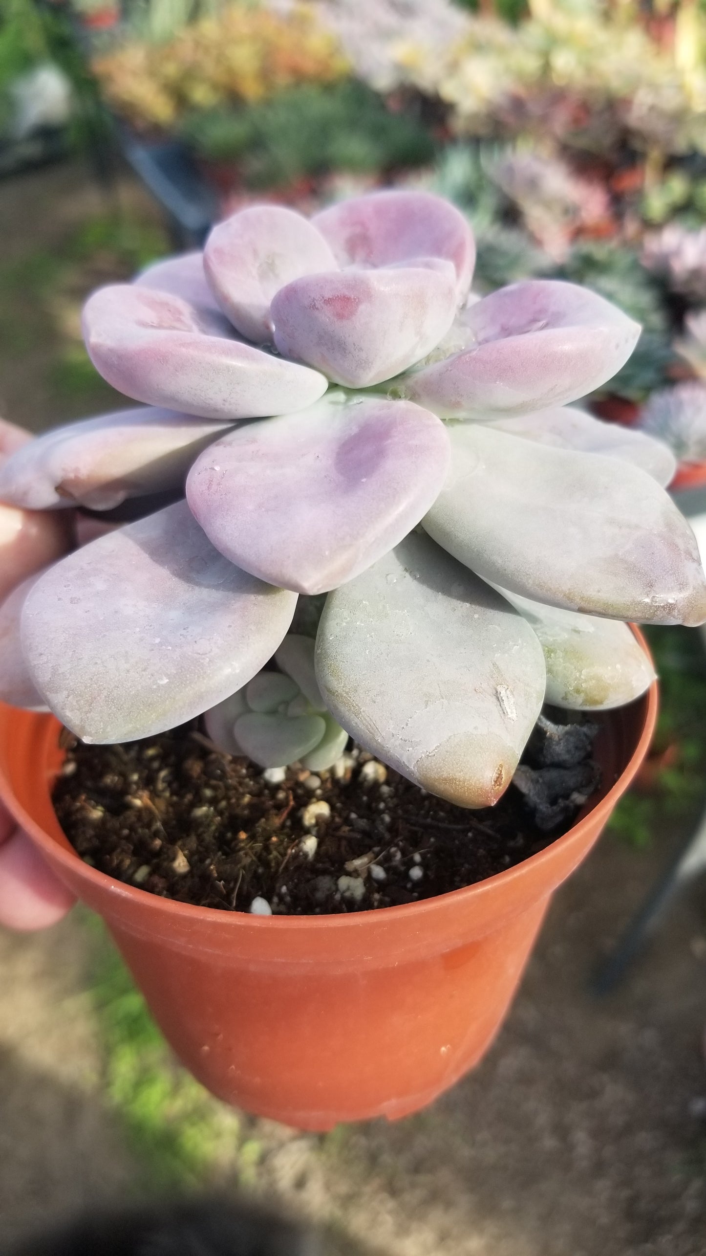 Graptopetalum Superbum (4" pot)