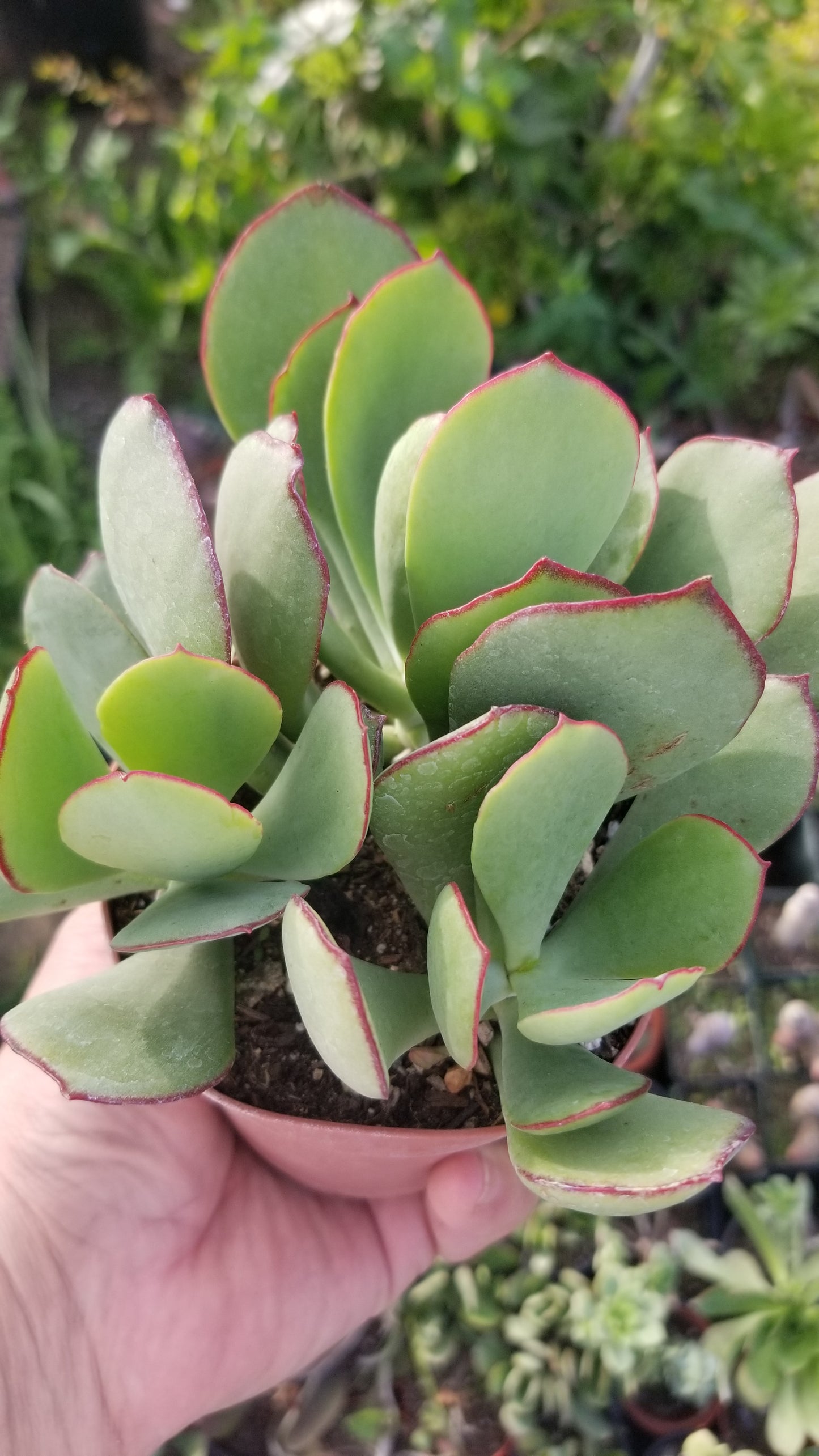 Cotyledon Mint Truffles (4" pot)