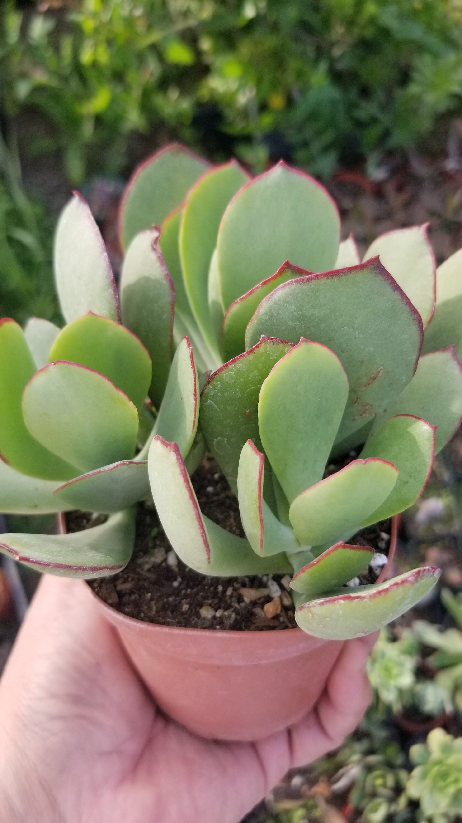 truffle succulent Cotyledon Mint Truffles (4" pot) – Beaultiful Desert Plants