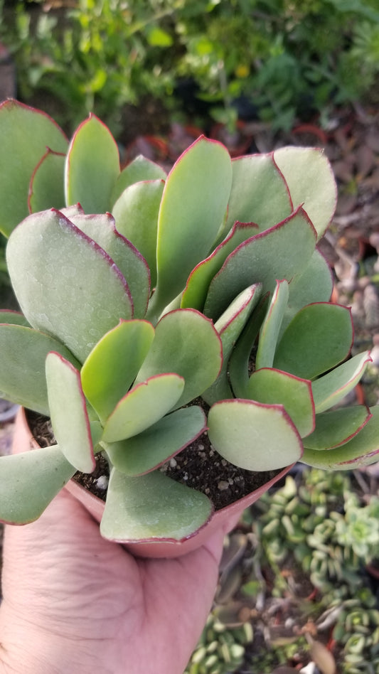 Cotyledon Mint Truffles (4" pot)