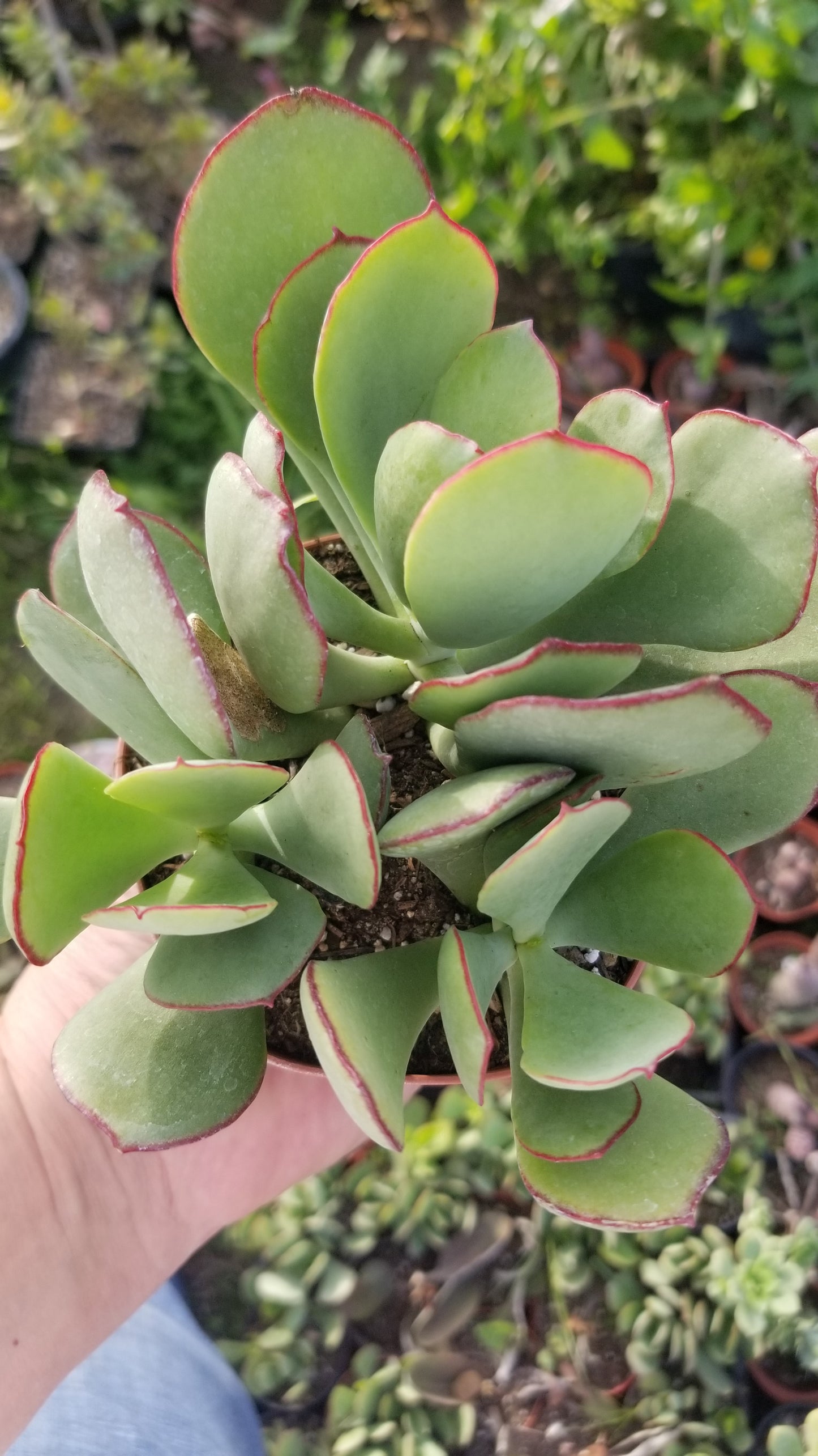 truffle succulent Cotyledon Mint Truffles (4" pot)