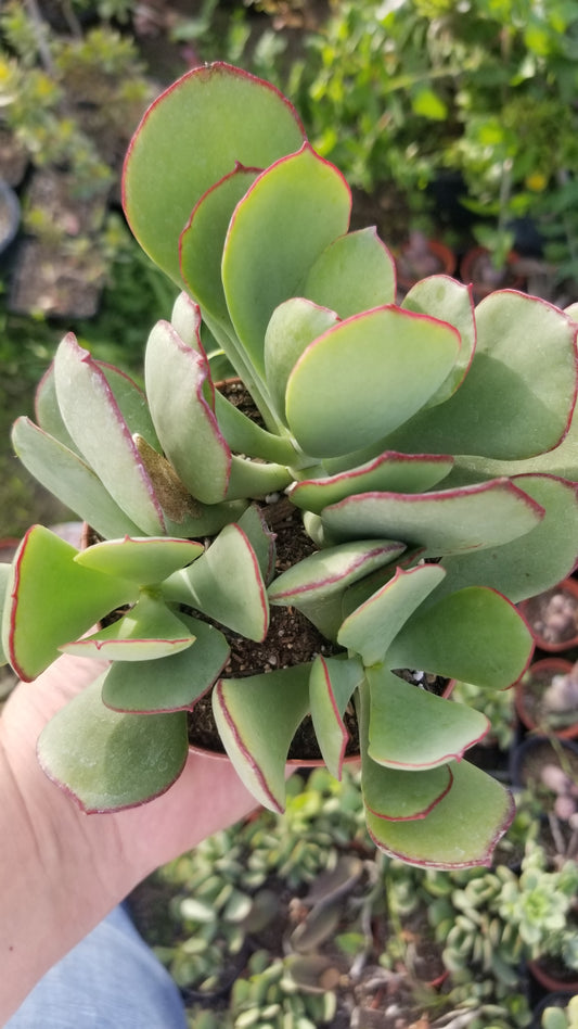 Cotyledon Mint Truffles (4" pot)