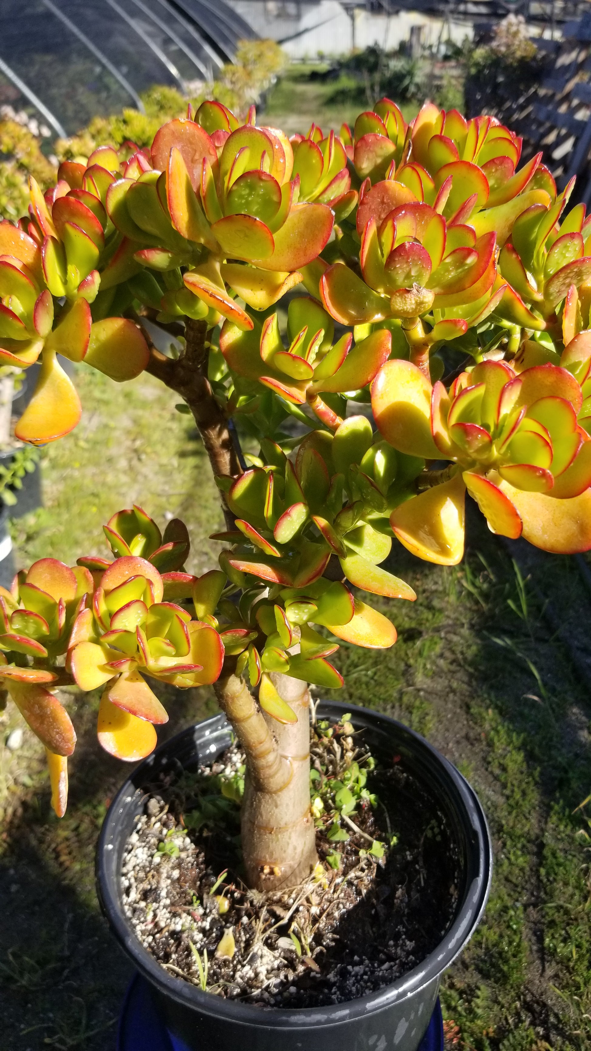 plant jade tree Crassula Ovata Jade Tree – Beaultiful Desert Plants