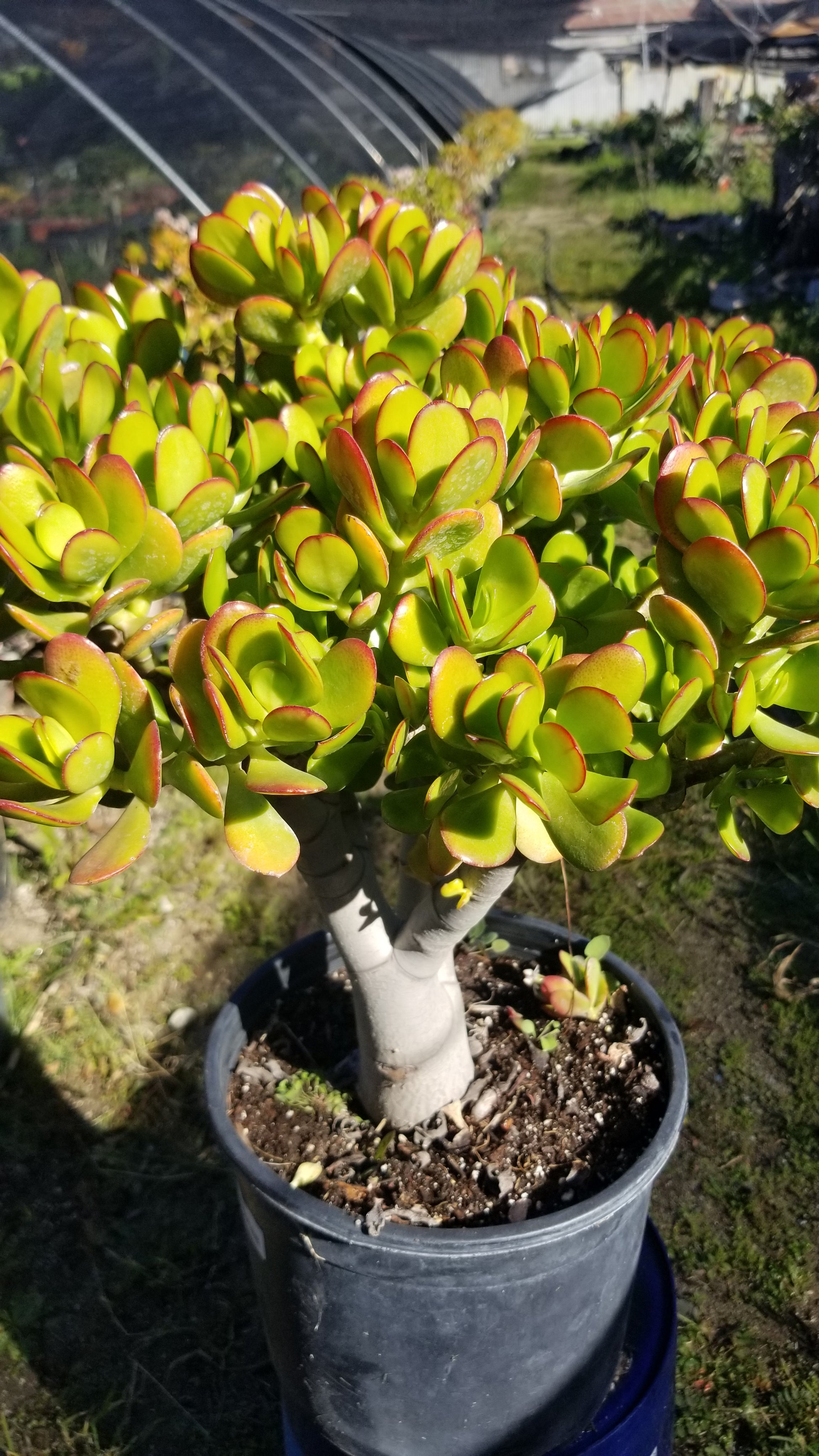 jade plant garden Crassula Ovata Jade Tree – Beaultiful Desert Plants