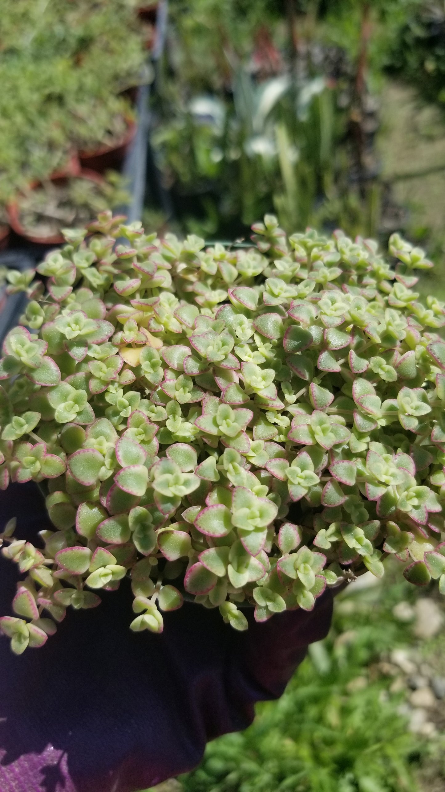 Sedum Little Missy (4" pot)