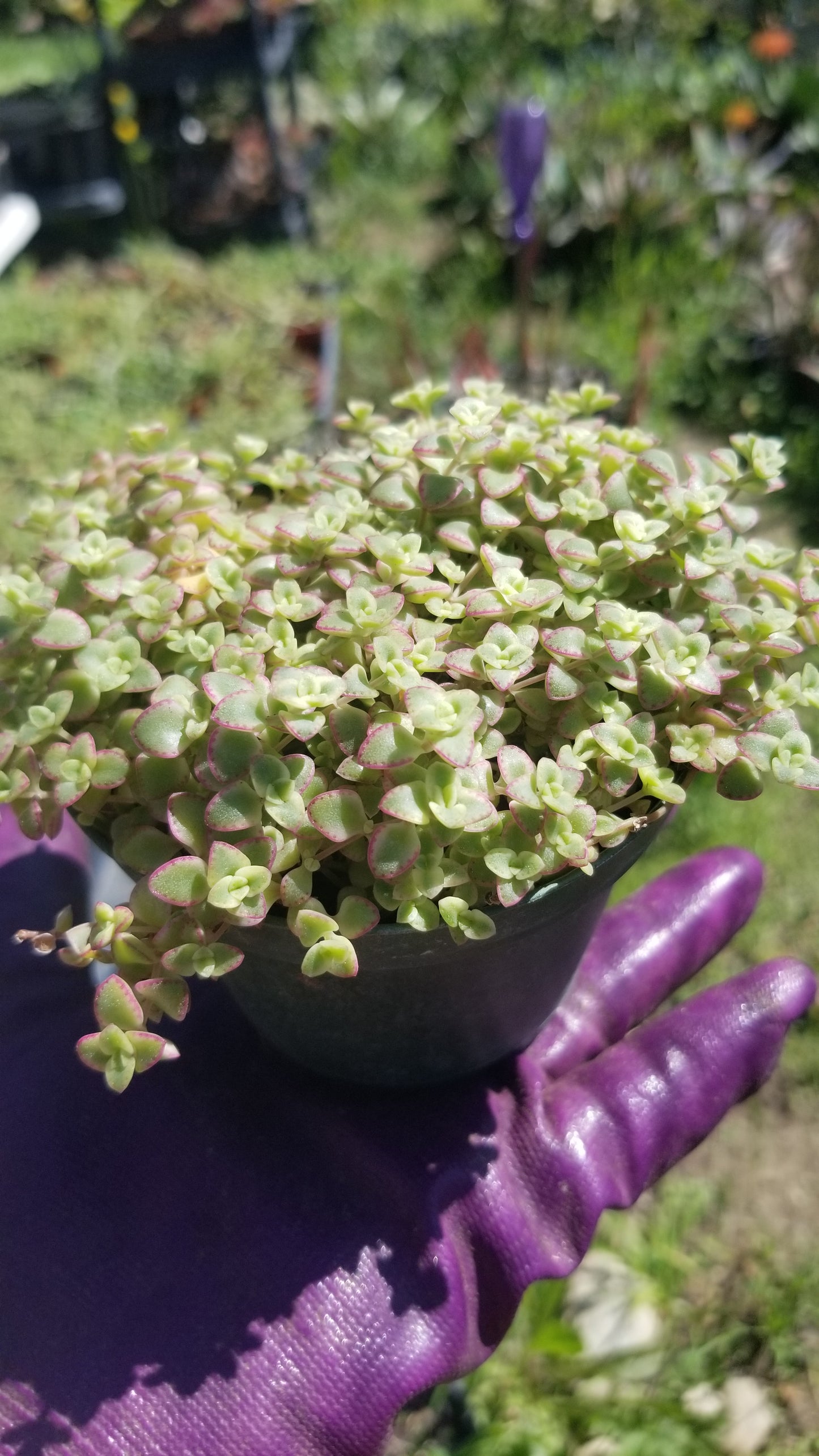 Sedum Little Missy (4" pot)