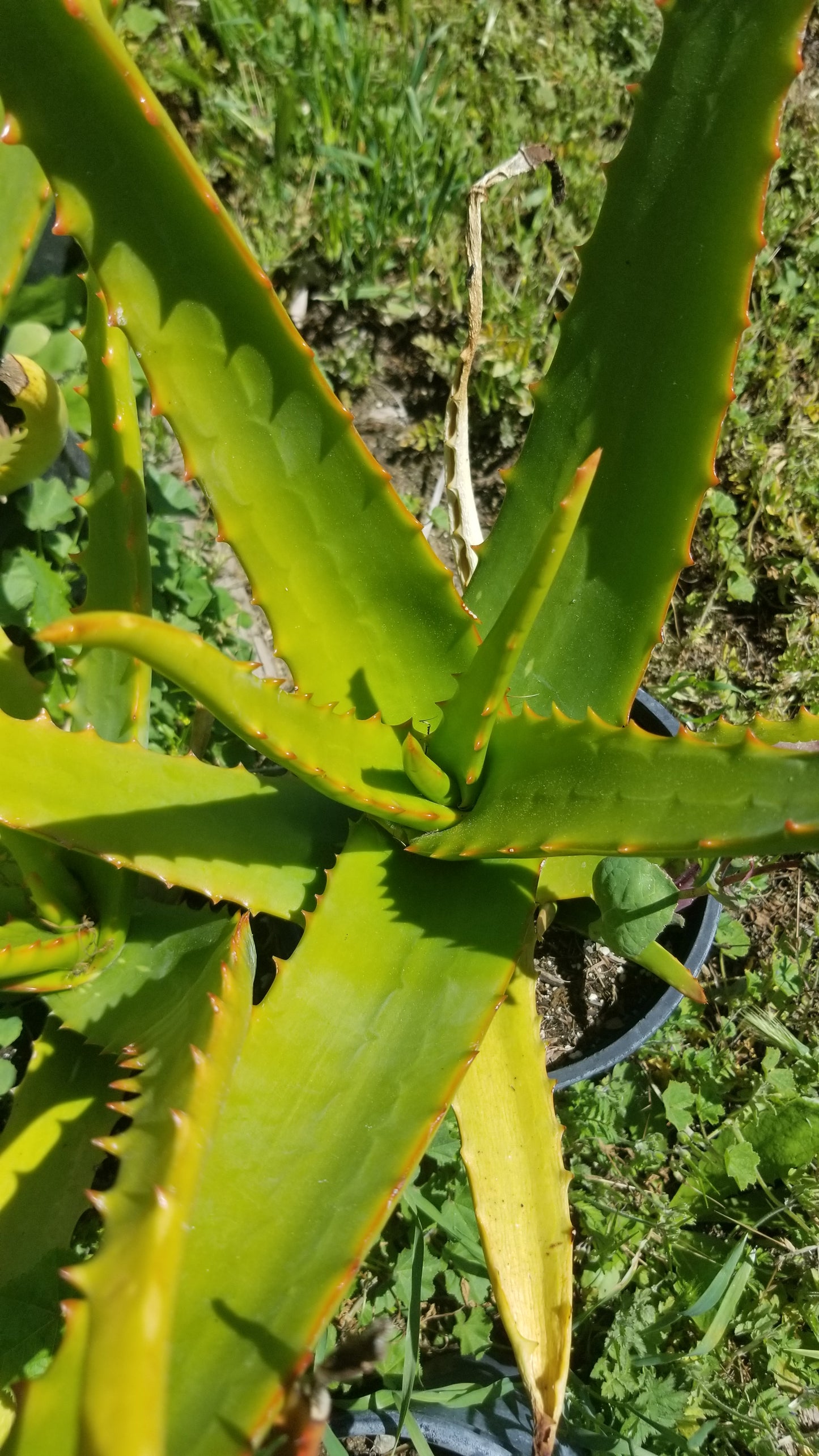 Aloe Camperi (1 Gal. Pot)