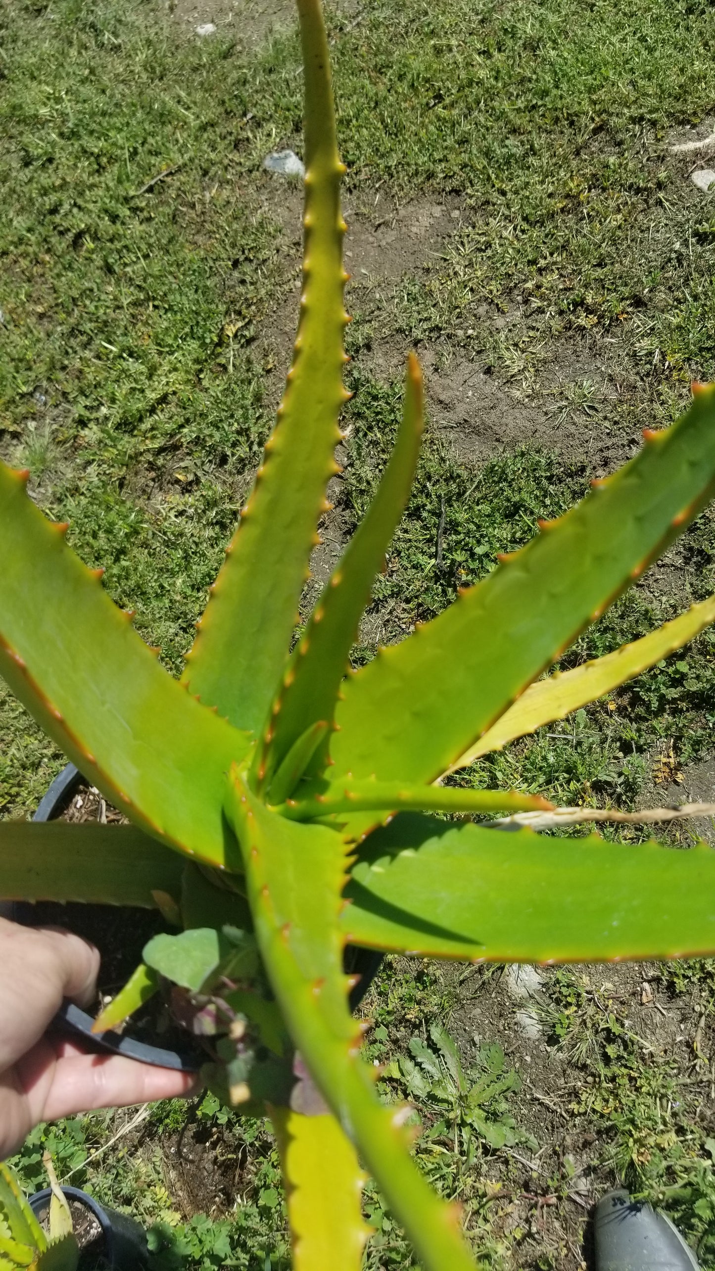 Aloe Camperi (1 Gal. Pot)