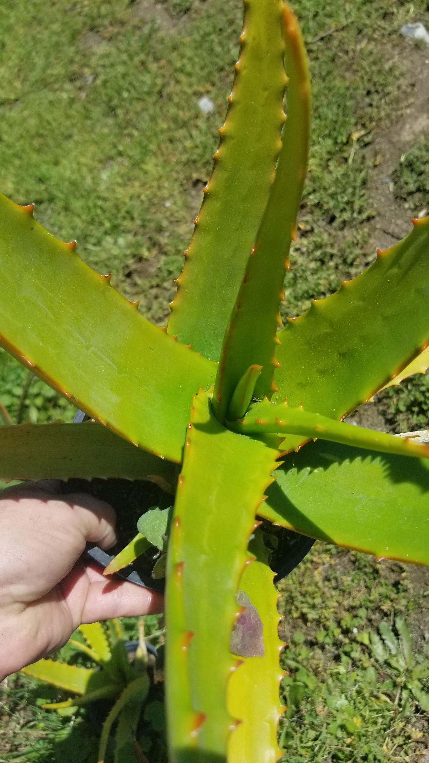 Aloe Camperi (1 Gal. Pot)