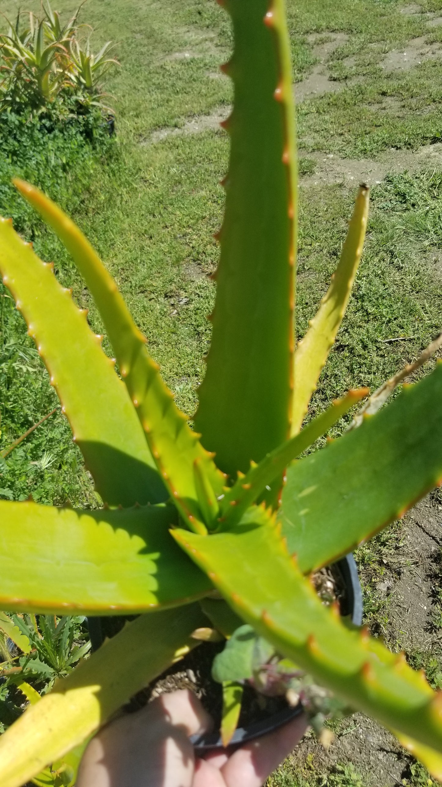 Aloe Camperi (1 Gal. Pot)