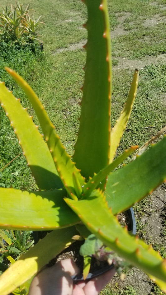 Aloe Camperi (1 Gal. Pot)