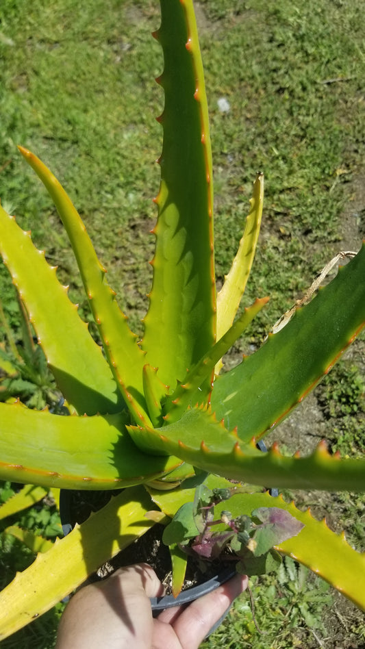 Aloe Camperi (1 Gal. Pot)