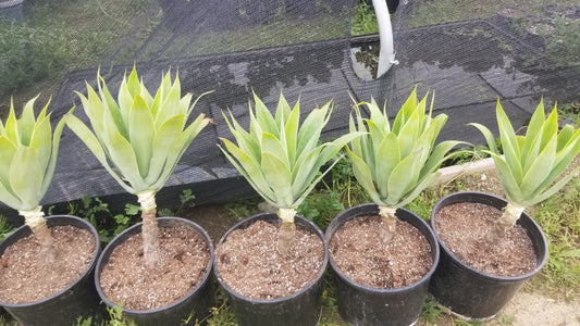 Agave Attenuata or Agave Fox Tail